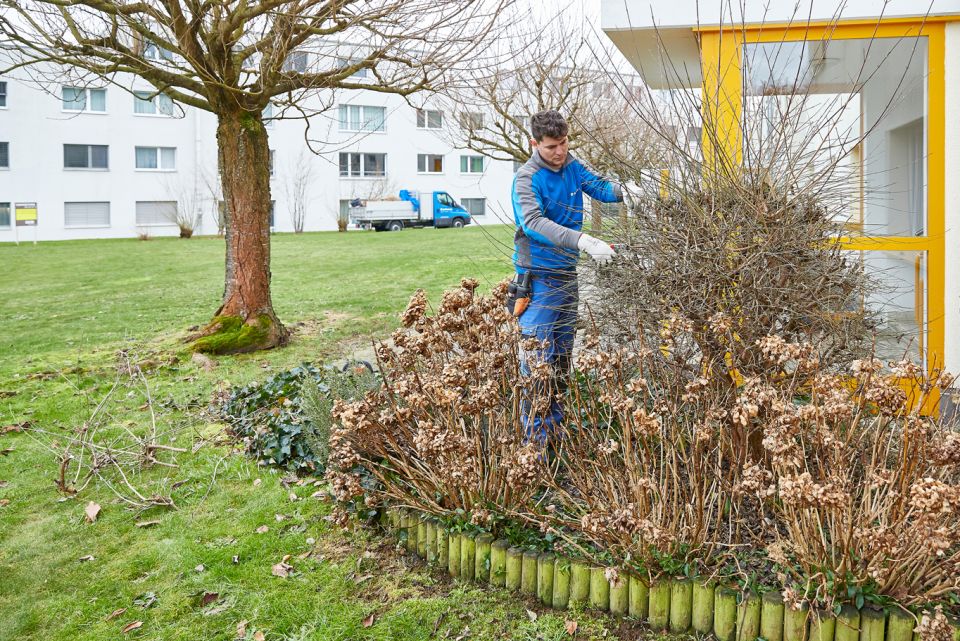 Gartenpflege Winterschnitt Sträucher, Beetpflege Gartenbau Schoop, Gärtner mit Gartenschere beim Strauch zurück schneiden